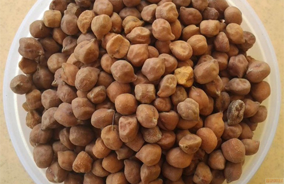 Chick Peas (CHANA) manufacturer in India Maharashtra